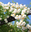 climbing rose